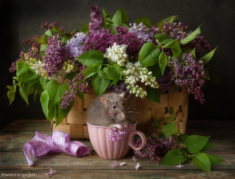 Скромный букетик сирени фото превью