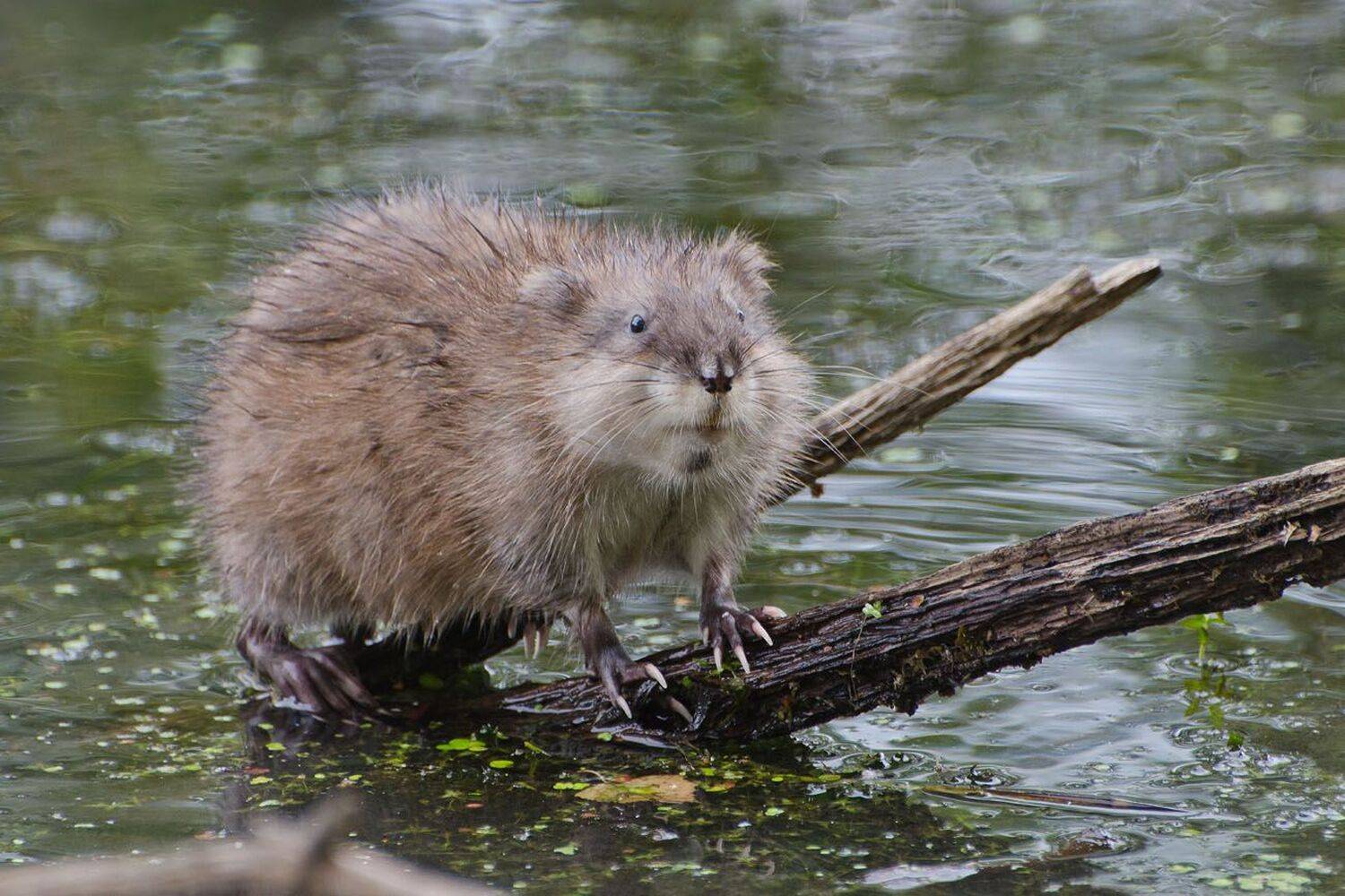 ондатра, Михаил Агеев