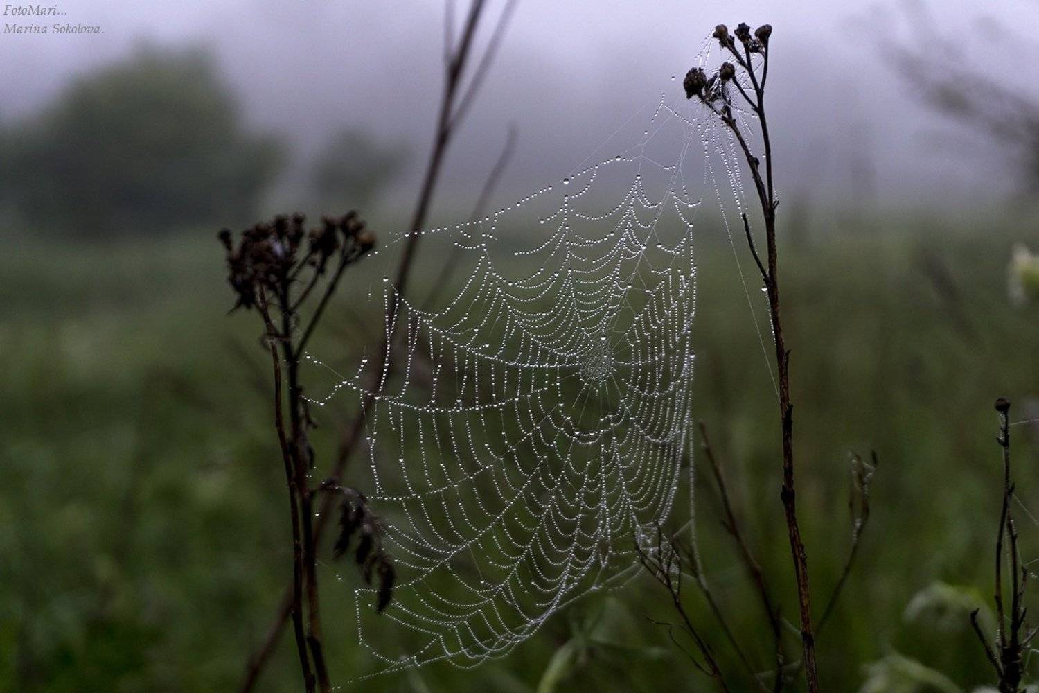 , Марина Соколова