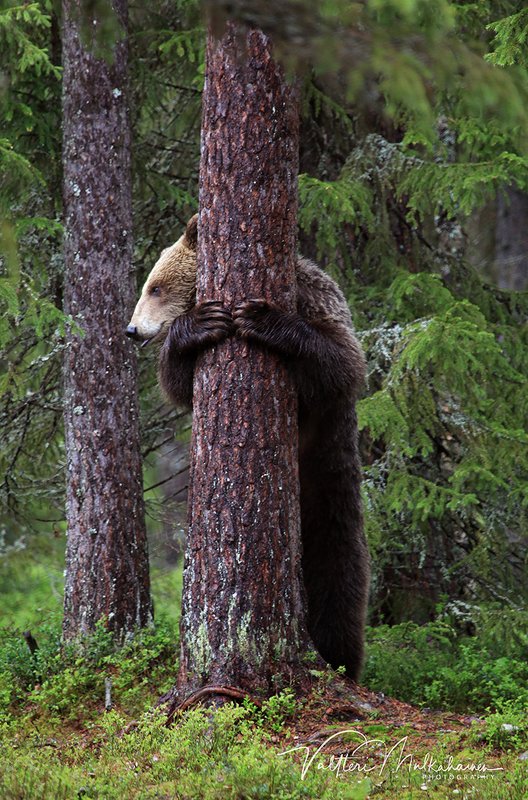 Эх, жизнь моя жестянка, угораздило влюбиться ... фото превью