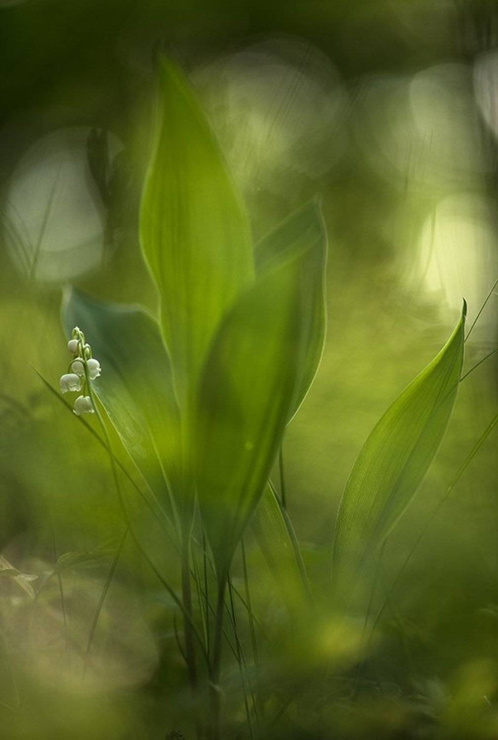 ландыш, цветок, май, весна, свет, цвет, воронеж, геннадий мещеряков,, Геннадий Мещеряков