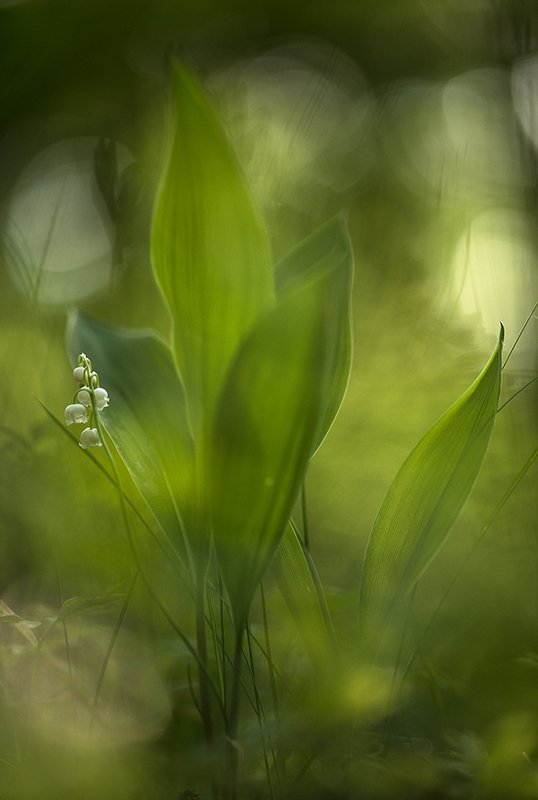 Привет май! фото превью