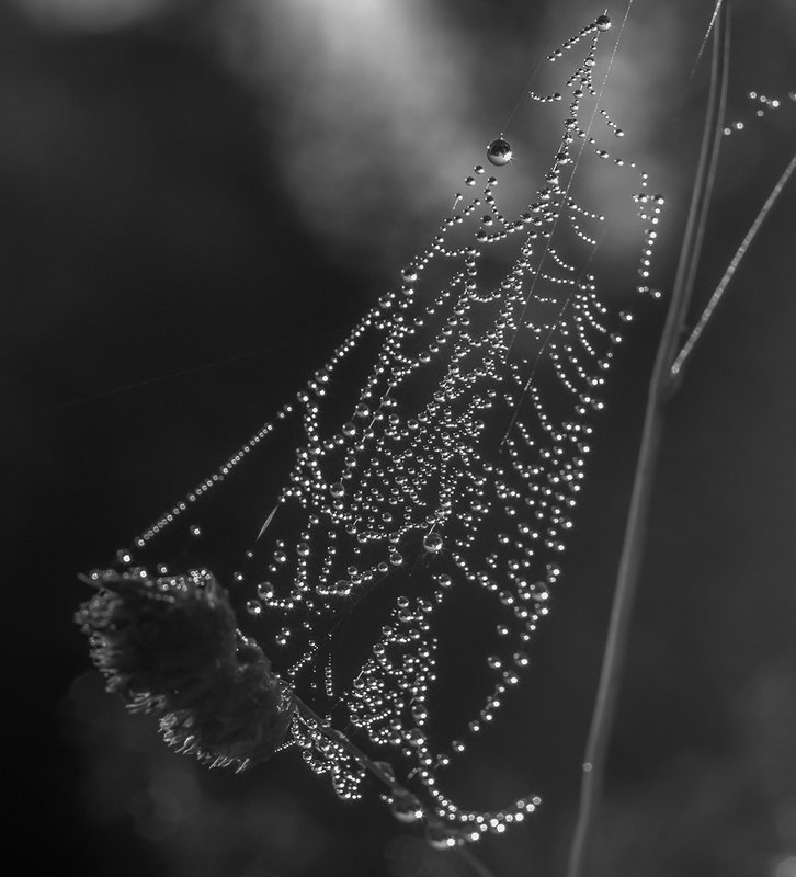 утро паутина роса Роса фото превью