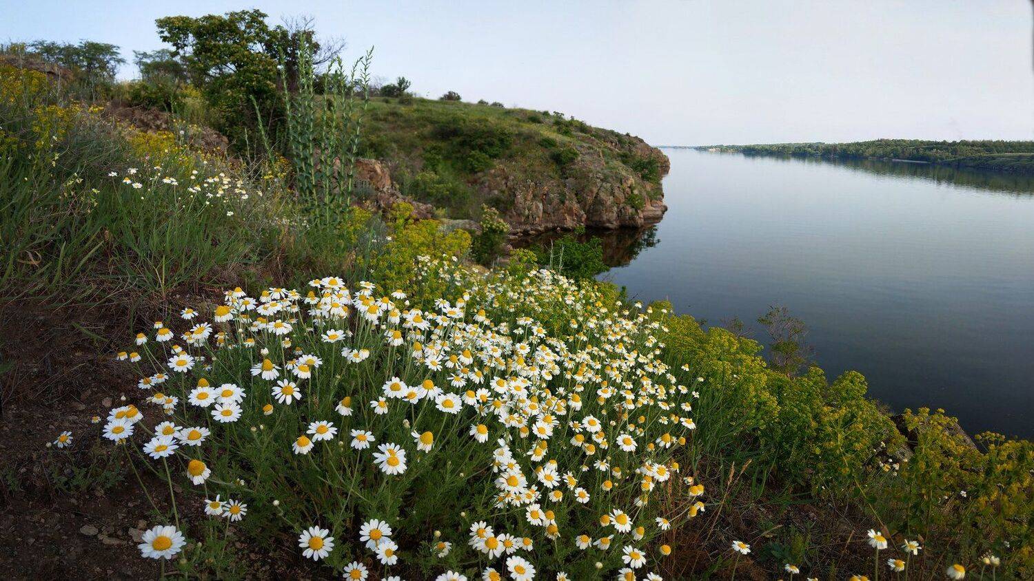 пейзаж,ромашки,берег,вечер,скалы,природа, Сергей Богачёв