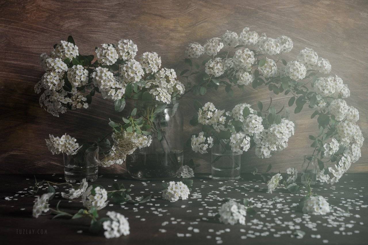 спирея, невеста, листки спиреи, цветок спиреи, невеста в стакане, весна в стакане, весна в банке, Владимир Тузлай