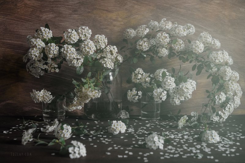 Еще больше спиреи! фото превью