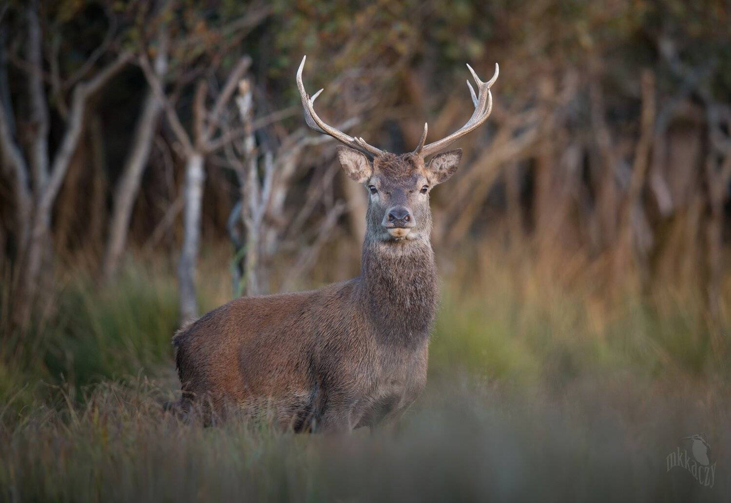 mkkaczy, Marcin Kaczmarkiewicz