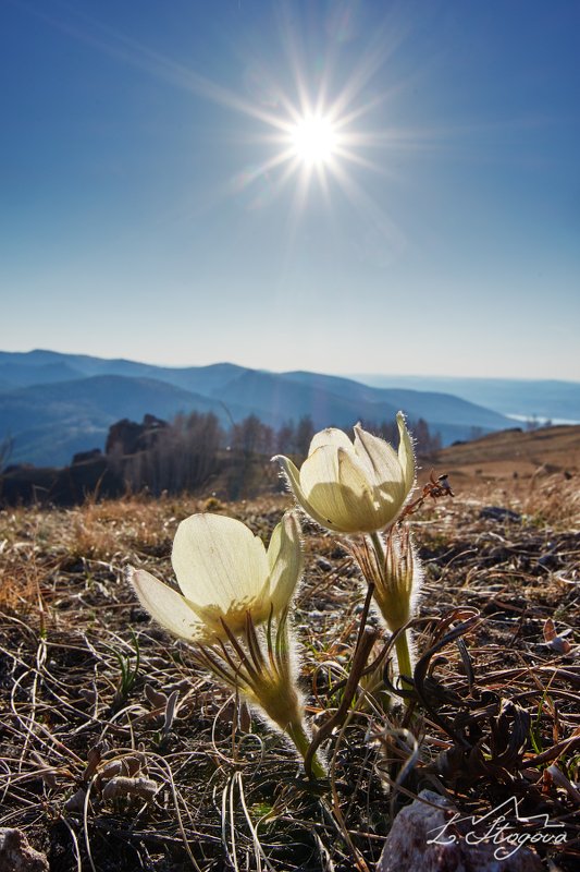 подснежники, торгашинский хребет Первые цветы фото превью