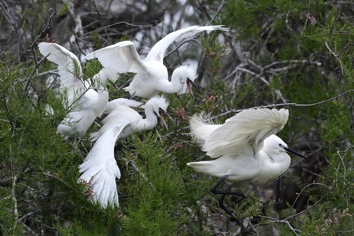 птицы birds, Jaroslav Mego