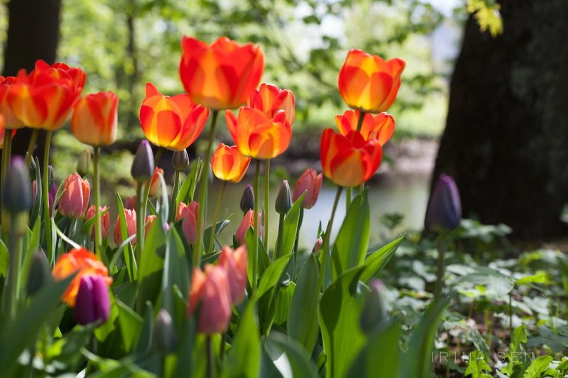 Елагин остров, Санкт-Петербург фото превью