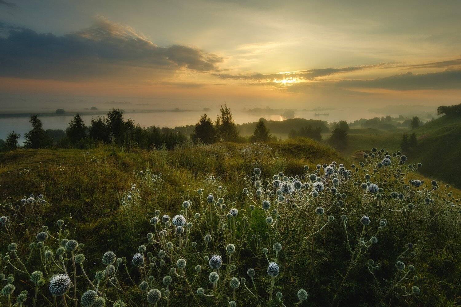 россия, рязанская область, константиново, ока, пейзаж, природа, лето, туман, река, восход солнца, рассвет, сумерки, цветы, мордовник шароголовый, туман, Оборотов Алексей