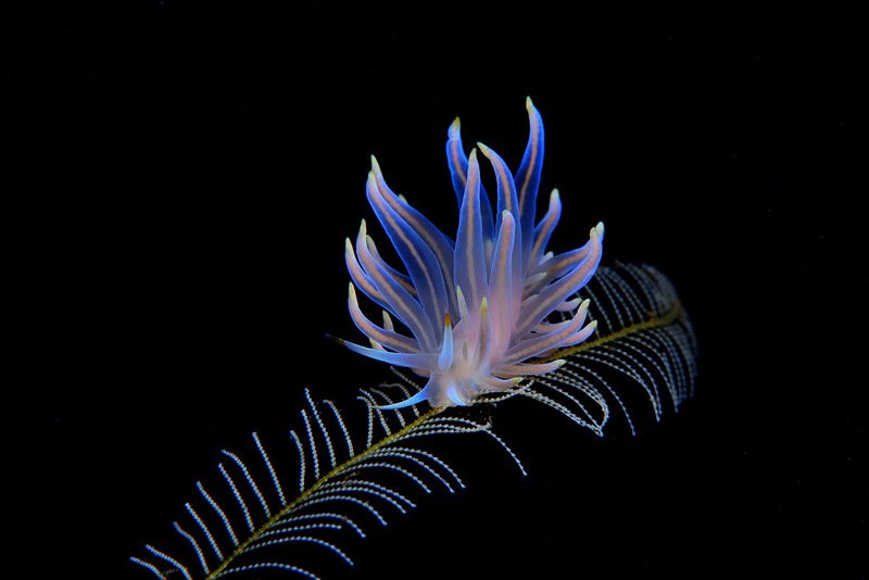 UW macro. фото превью