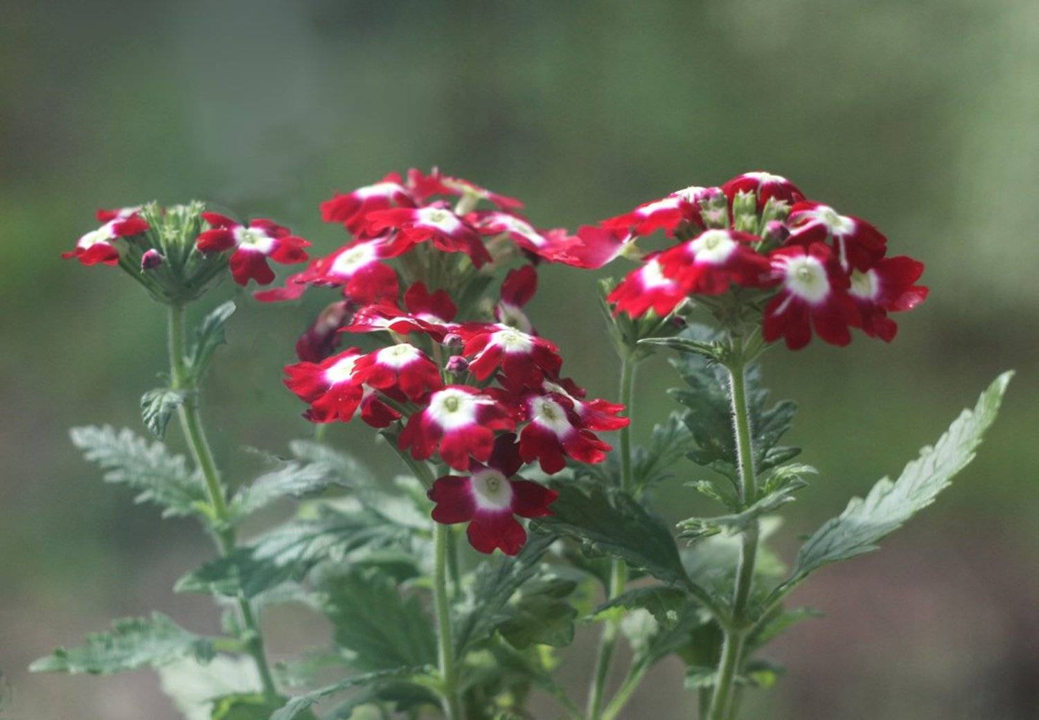 цветы, вербена, Елена Татульян