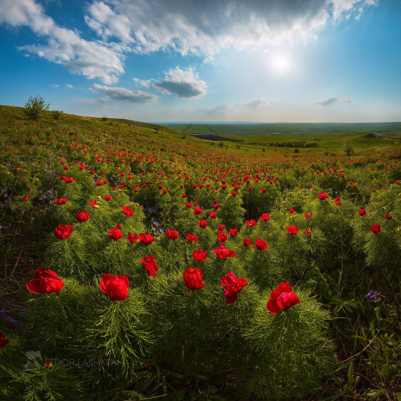 ставропольский край, фотопроект, открывая ставрополье, путешествие, природа, степь, трава, луг, флора, закат, пион, воронец, пион узколистный, солнце, красный, воронец, ставропольская возвышенность, холм, гора,, Лашков Фёдор