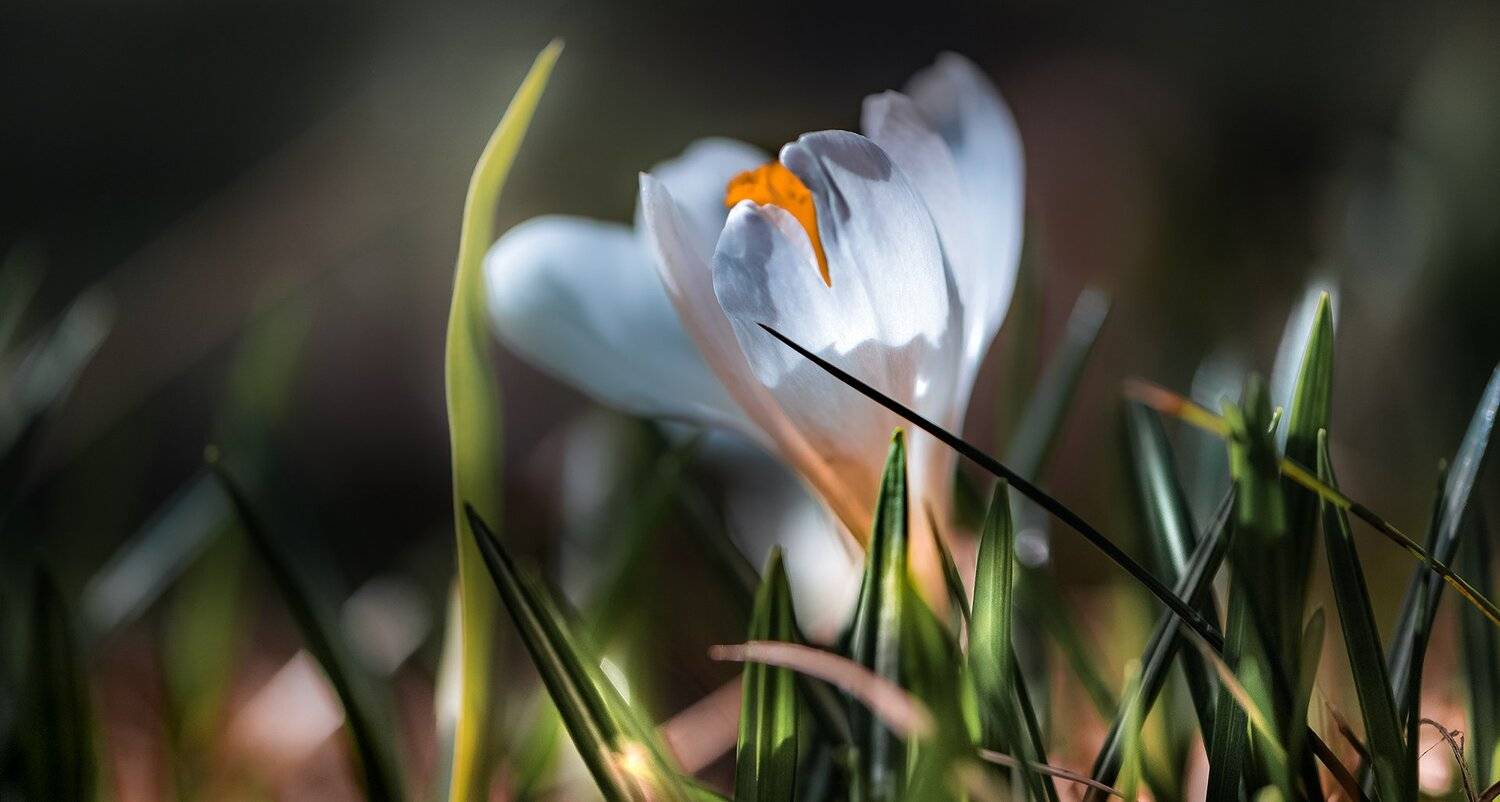 природа, макро, весна, подснежники, крокус, белый, Неля Рачкова