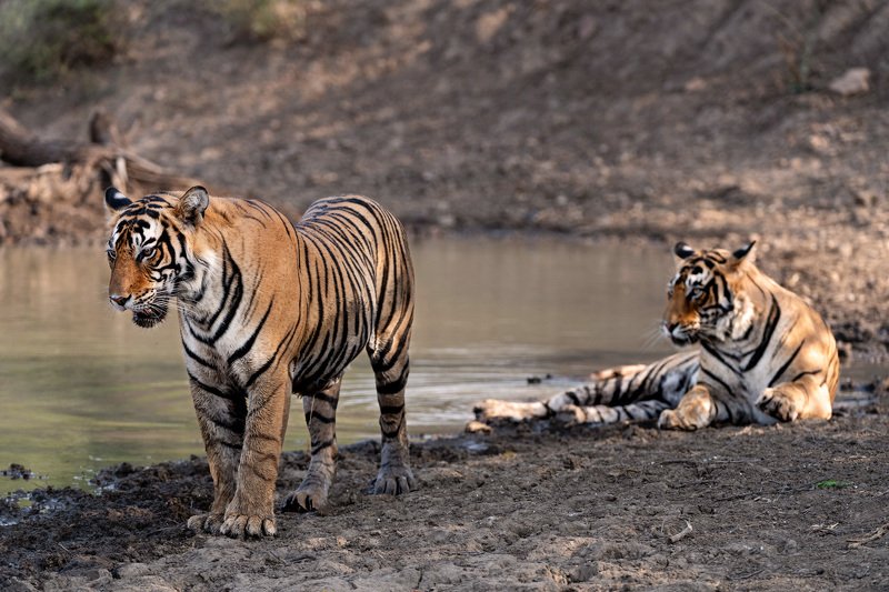 Братья фото превью