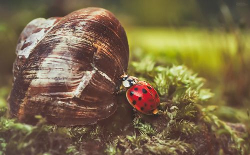 Приключения одной коровки