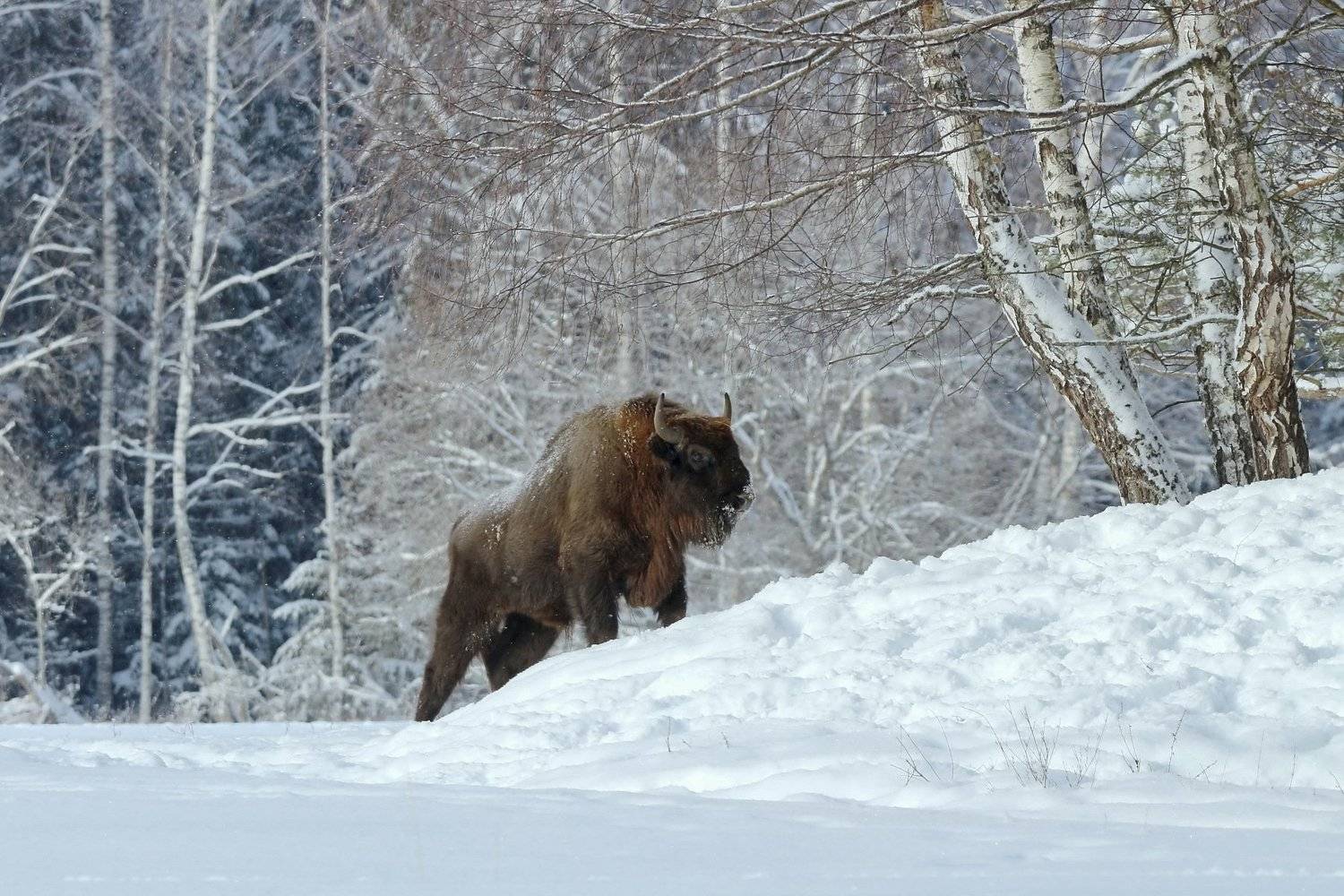 , Пашкевич Василий