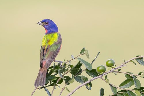 Расписной овсянковый кардинал - Painted bunting