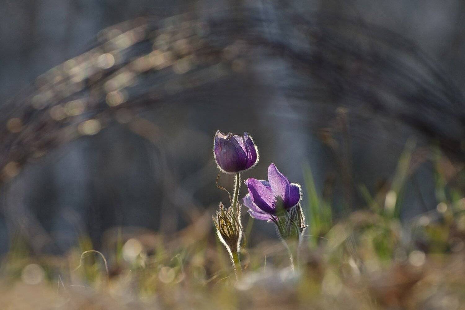 растения, сон - трава, природа, Михаил Агеев