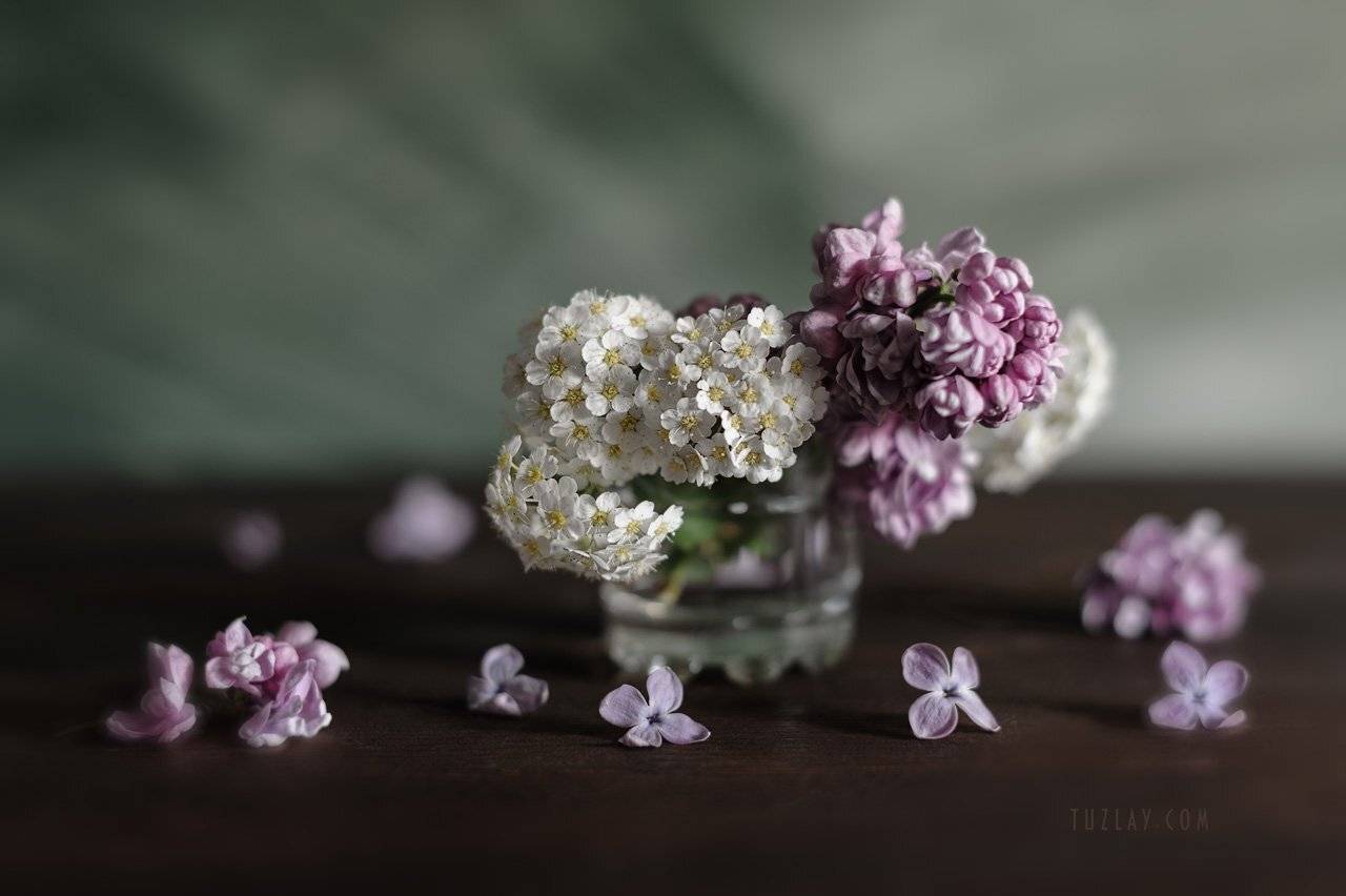 спирея, невеста, листки спиреи, цветок спиреи, невеста в стакане, весна в стакане, сирень, сирень в стакане, лепестки сирени, Владимир Тузлай