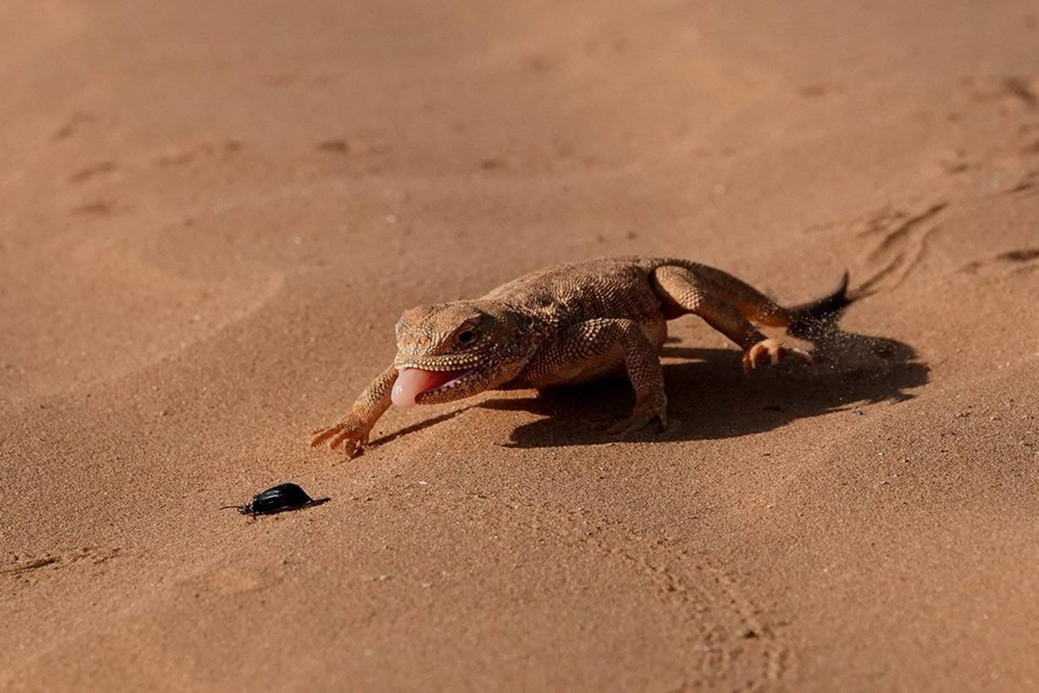 , Иваненко Светлана