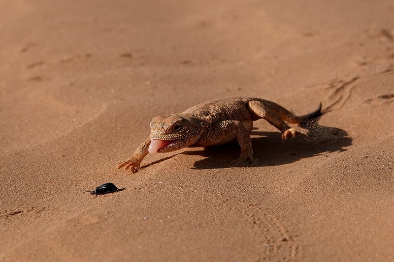 Обеденные гонки фото превью
