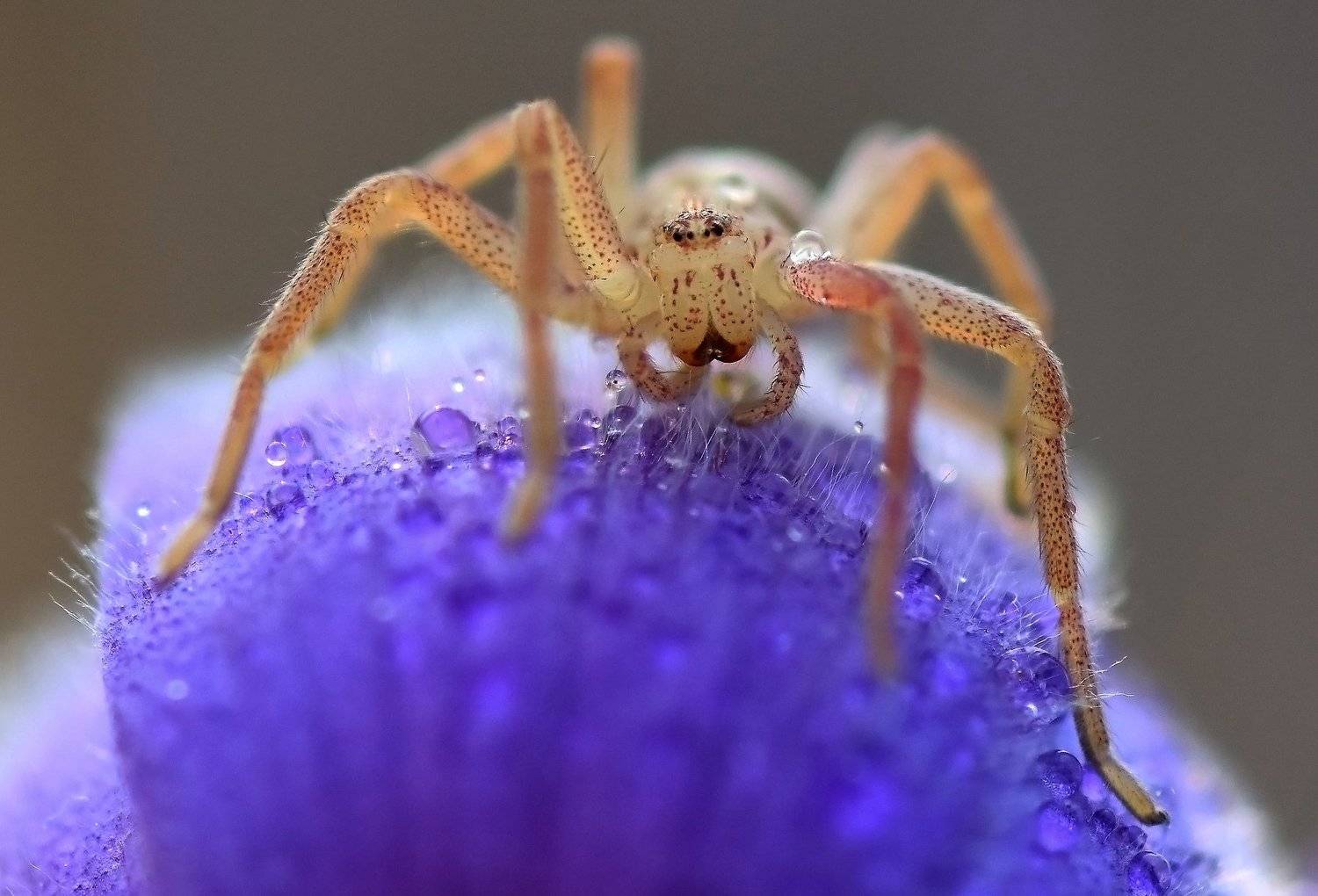 , Макеев Алексей