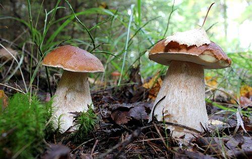 Улиточка отгрызла кусочек и уползла.
