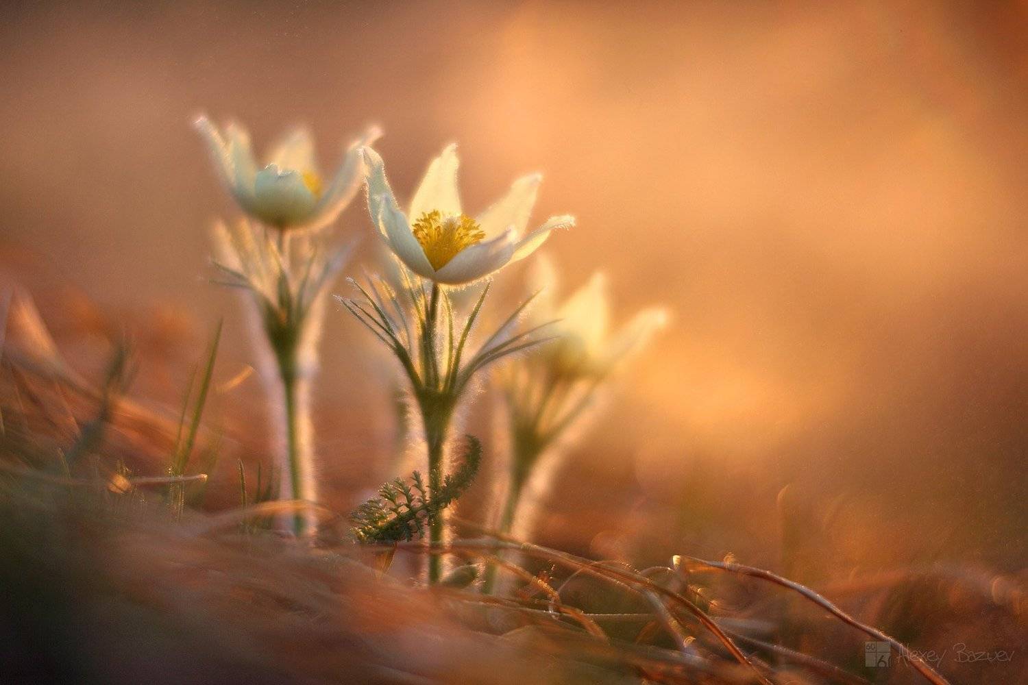 весна, первоцвет, прострел, утро, Алексей Базуев