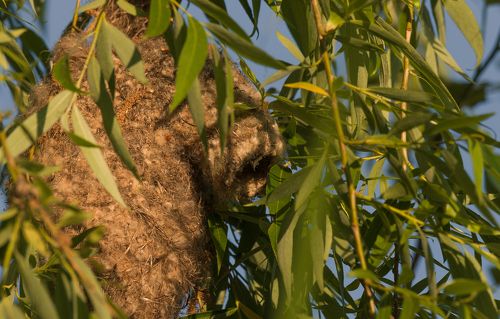 Про гнёздышко ремезов