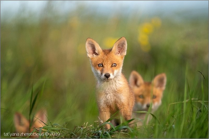 my-mriya, fox Лисята фото превью