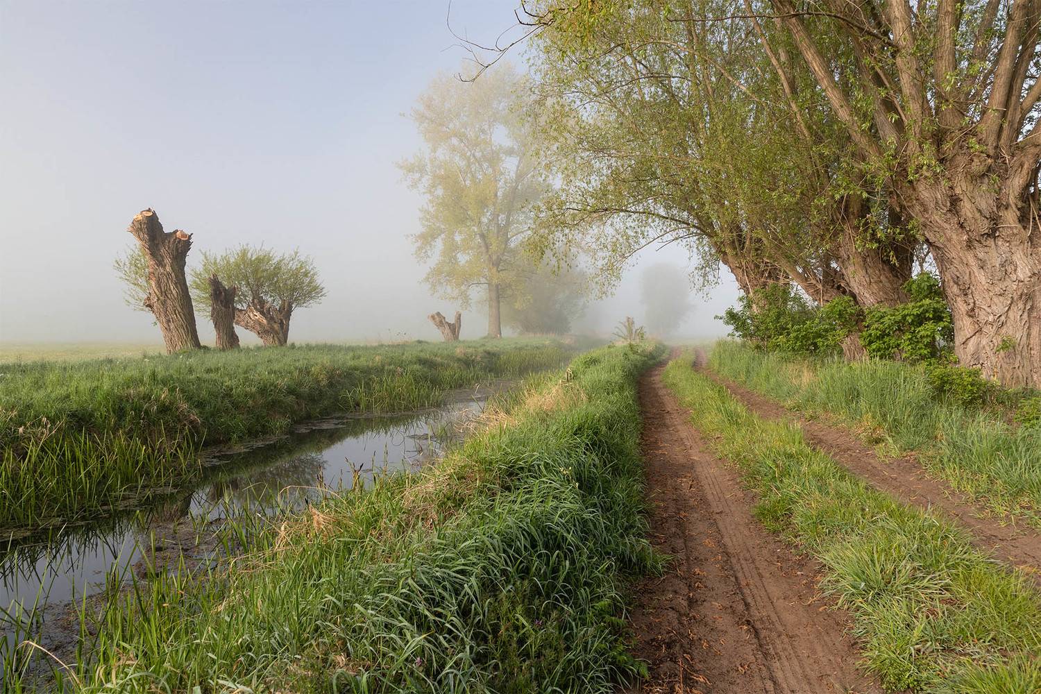 morning,fog,willow,road,, Anna