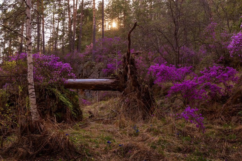 Цветение маральника фото превью