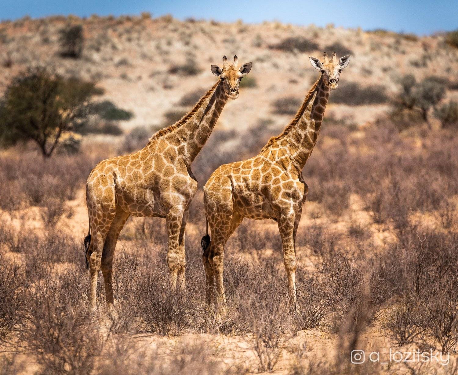 , Александр Лозицкий