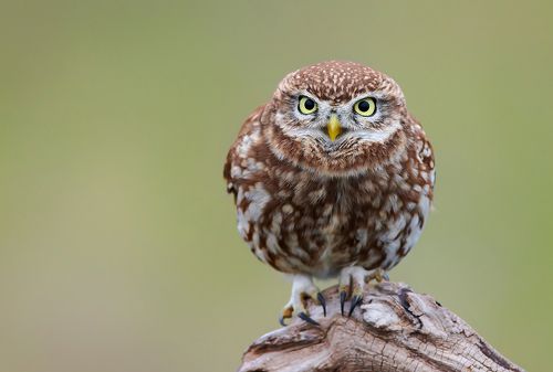 Little owl