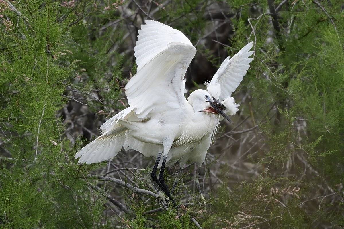 птицы birds, Jaroslav Mego