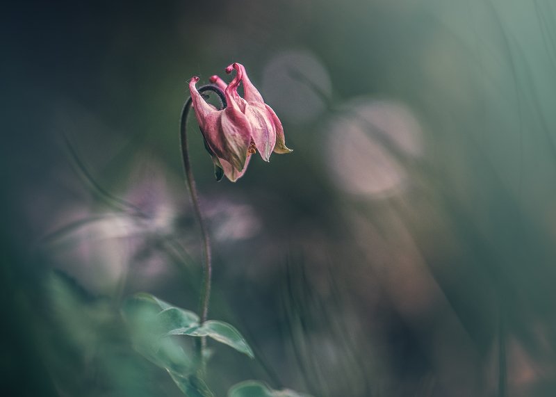 Aquilegia vulgaris фото превью