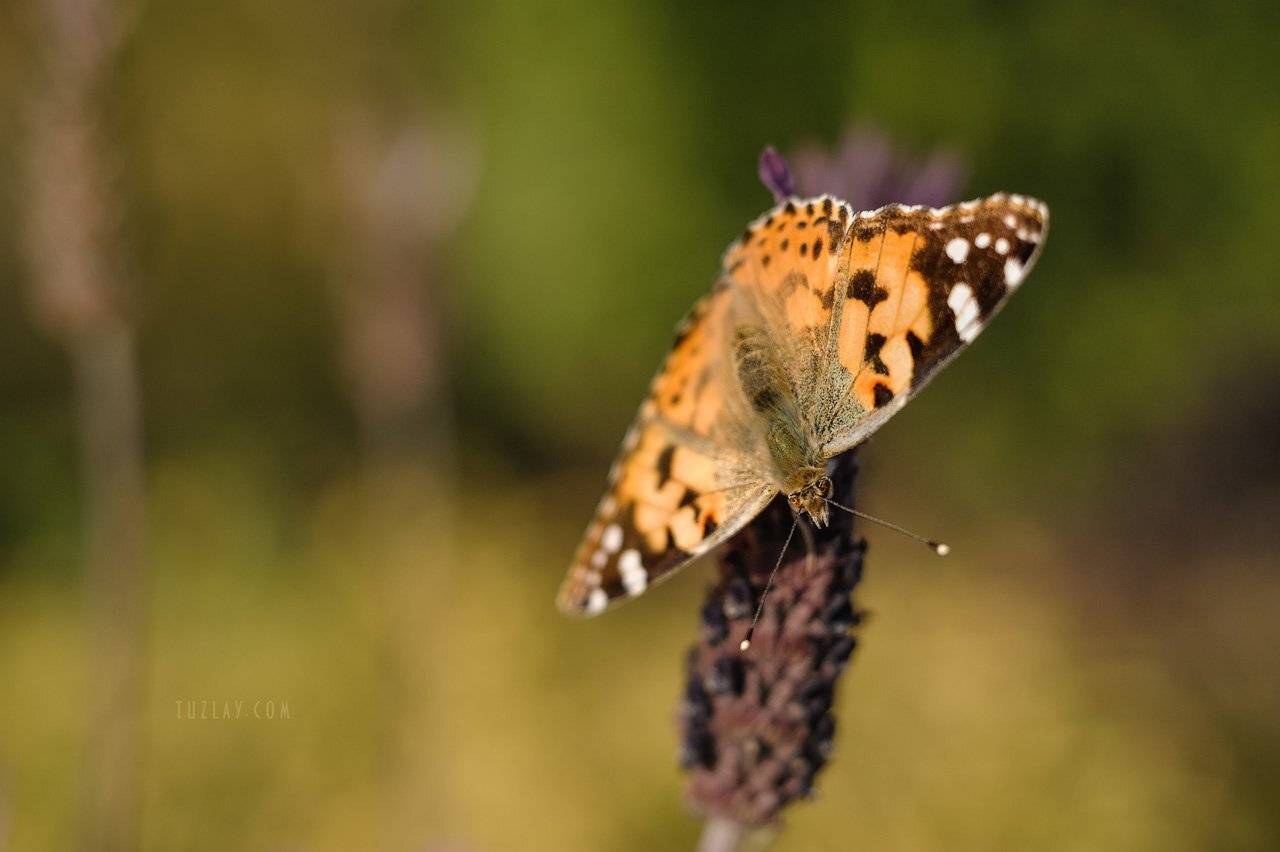 бабочки, макро, репейница, Владимир Тузлай