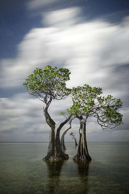 Monument Trees фото превью