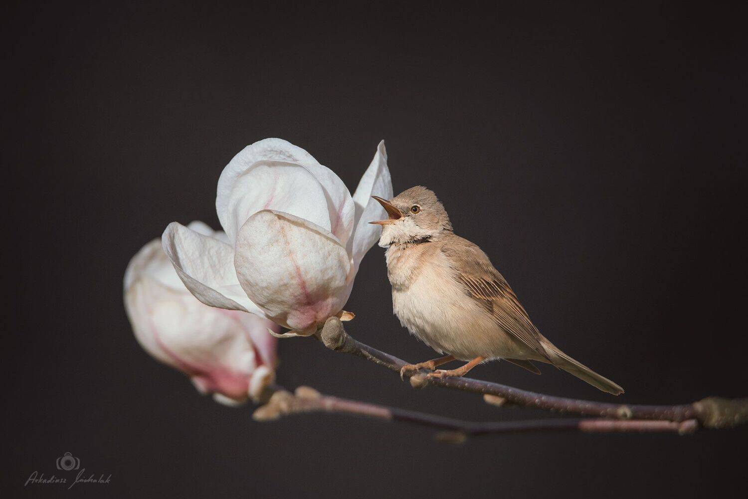 , Arkadiusz Michalak
