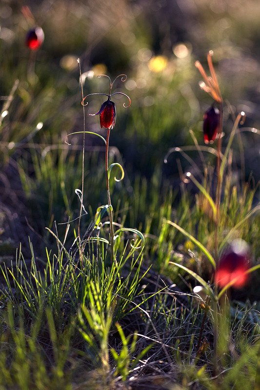 Взгляд из травы... фото превью