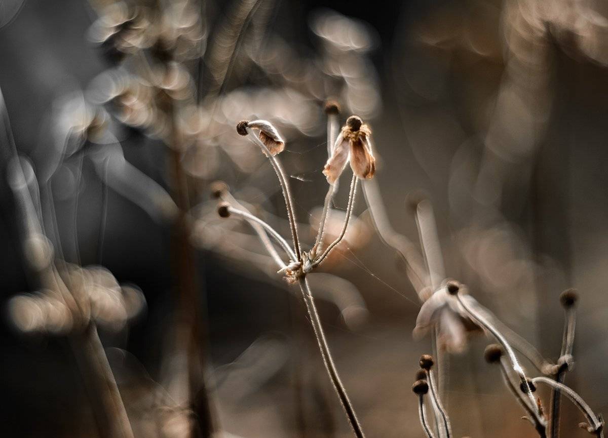 природа, макро, осень, цветы, анемон, гелиос, Неля Рачкова