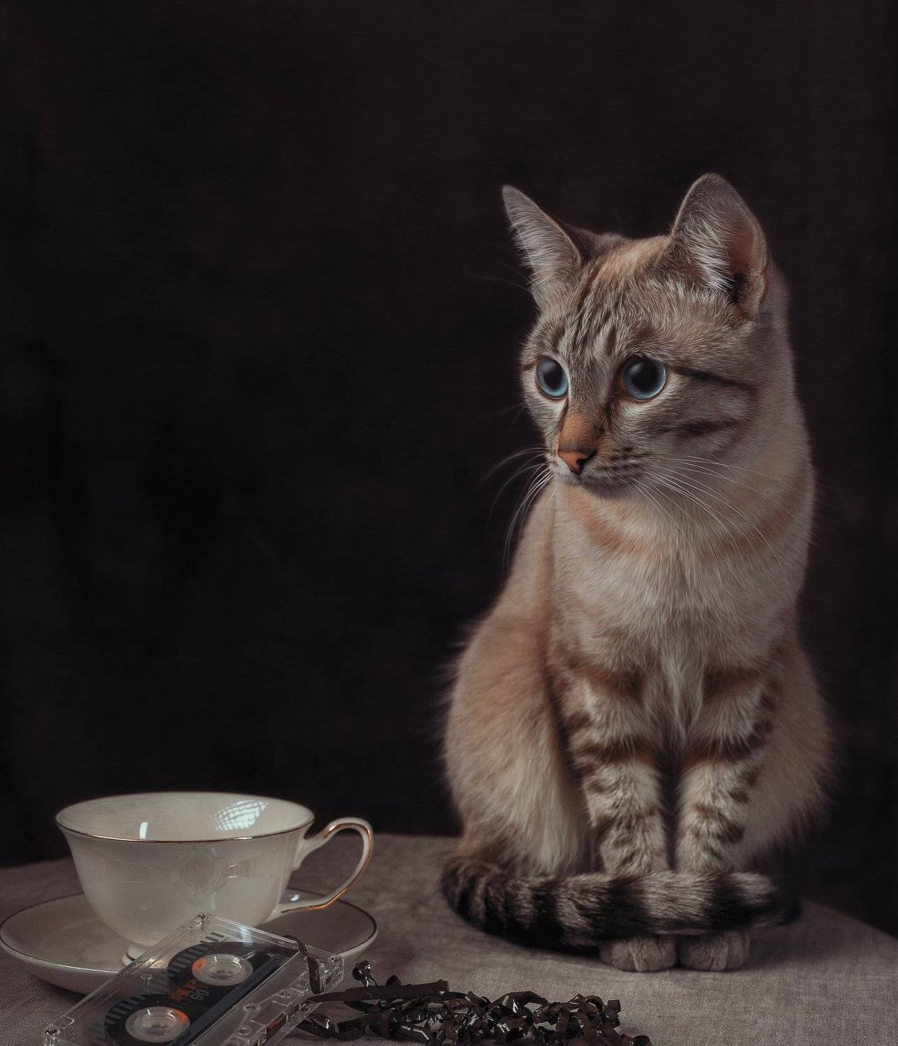 натюрморт, животные, кот, картина, арт, Иван Лосев