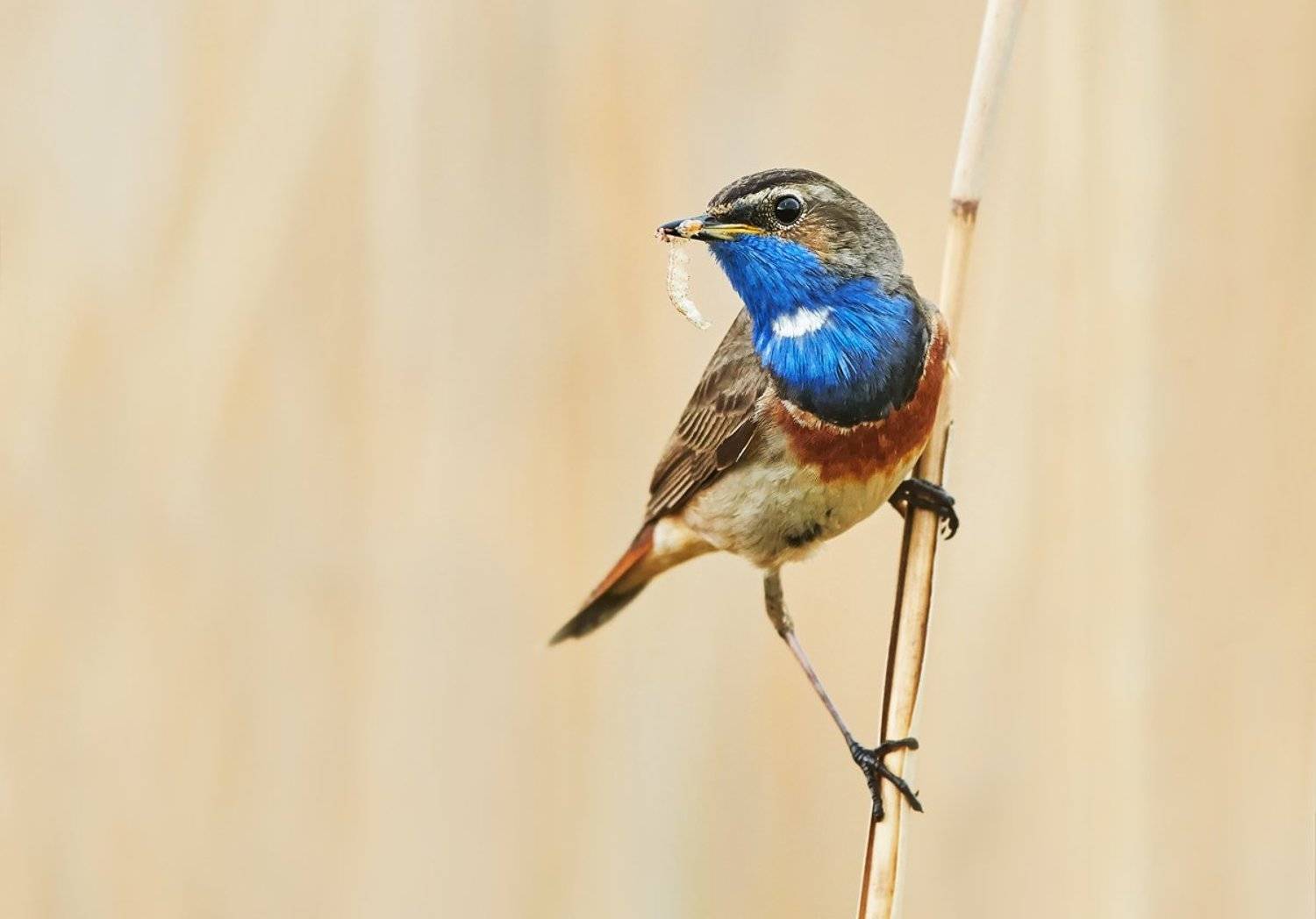 bird, birds, animals, animal, bluethroat, wildlife, nature,, Piotr Krześlak