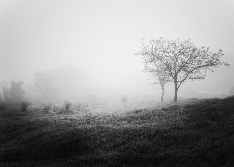 чб, Керчь, дерево, туман *** фото превью