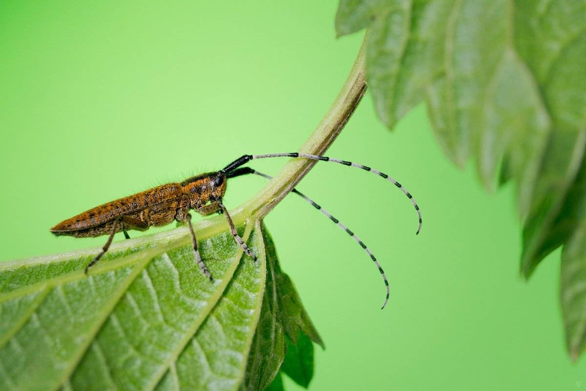 Agapanthia villosoviridescens, bus, insect, macro, Wojciech Grzanka