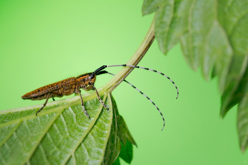 Agapanthia villosoviridescens, bus, insect, macro Agapanthia villosoviridescens фото превью