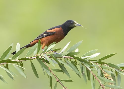 Orchard Oriole male - Cадовый цветной трупиал
