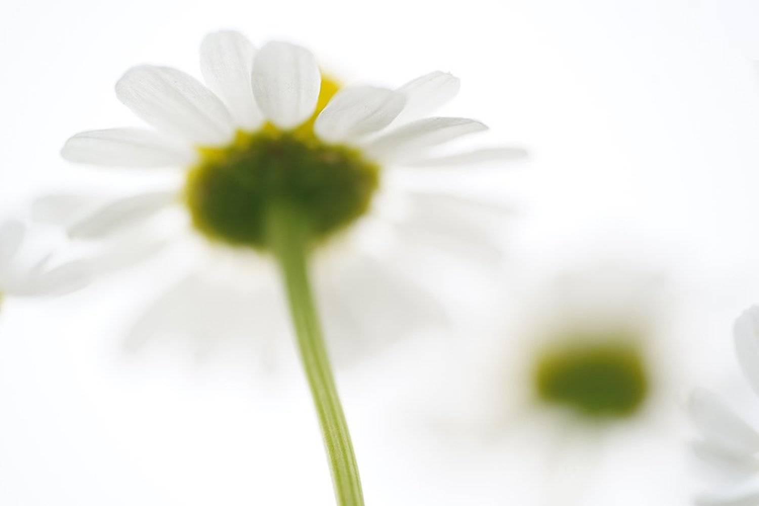 , Иваненко Светлана